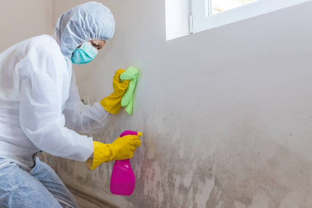 Professional Mold Removal in Fredericksburg, PA